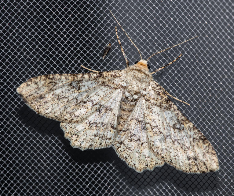 Ascotis selenaria - holdas faaraszoló