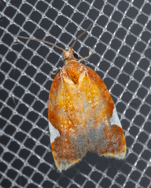 Acleris holmiana - fehérfoltos levélmoly