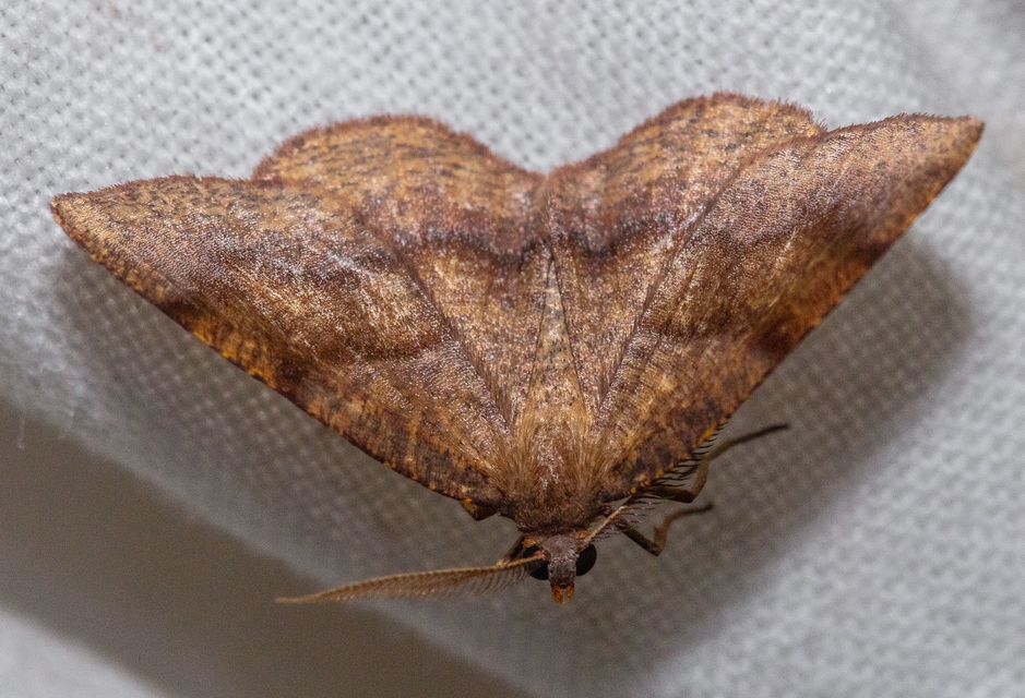 Plagodis pulveraria - szemcsés araszoló