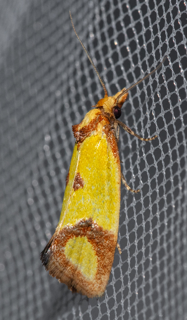 Agapeta zoegana - barnacsíkos sárgamoly