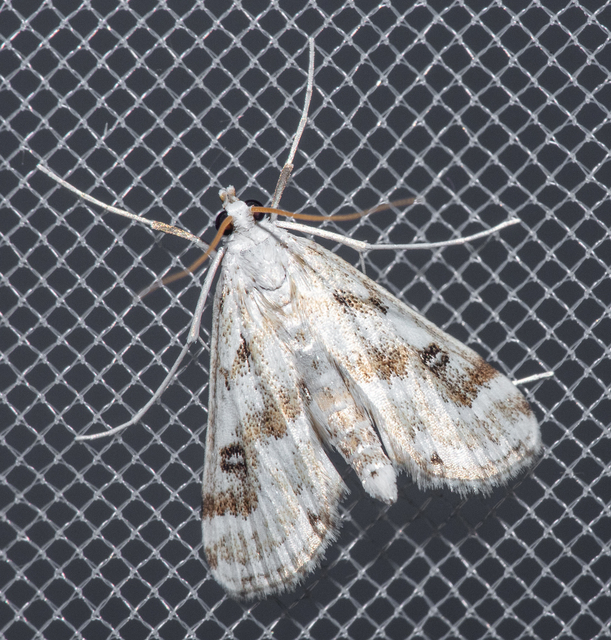 Parapoynx stratiotata - közönséges vízimoly