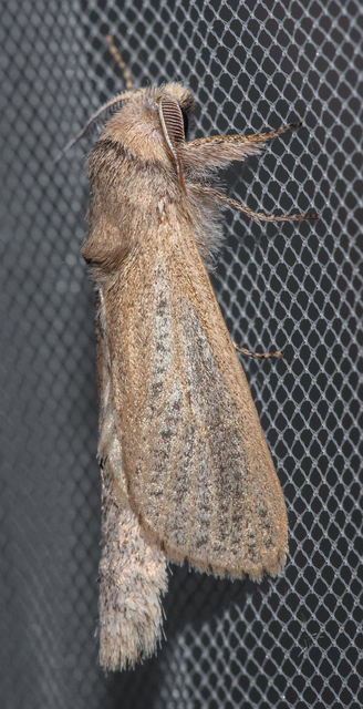 Phragmataecia castaneae - nádfúrólepke
