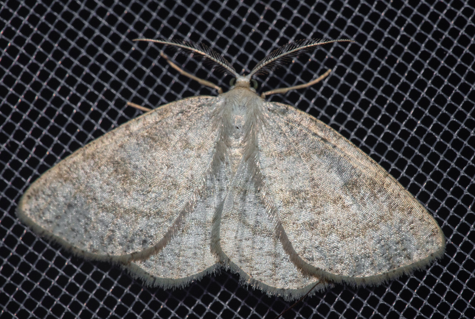 Cabera exanthemata - pettyes égeraraszoló