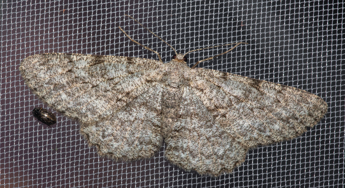 Hypomecis punctinalis - pettyes faaraszoló
