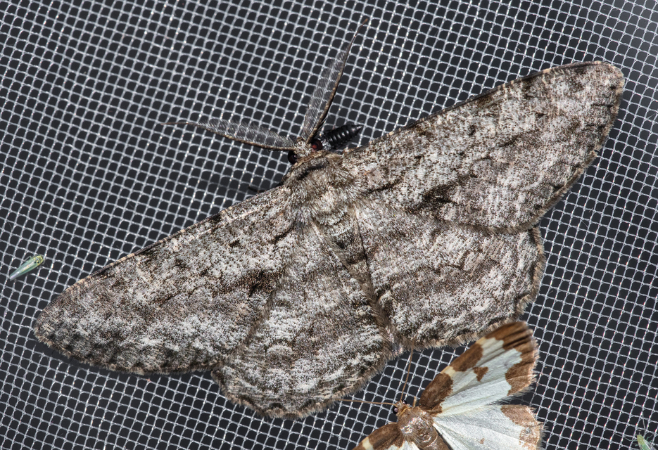 Hypomecis roboraria - nagy tölgyfaaraszoló