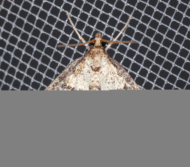 Metasia ophialis - kígyósávos tűzmoly