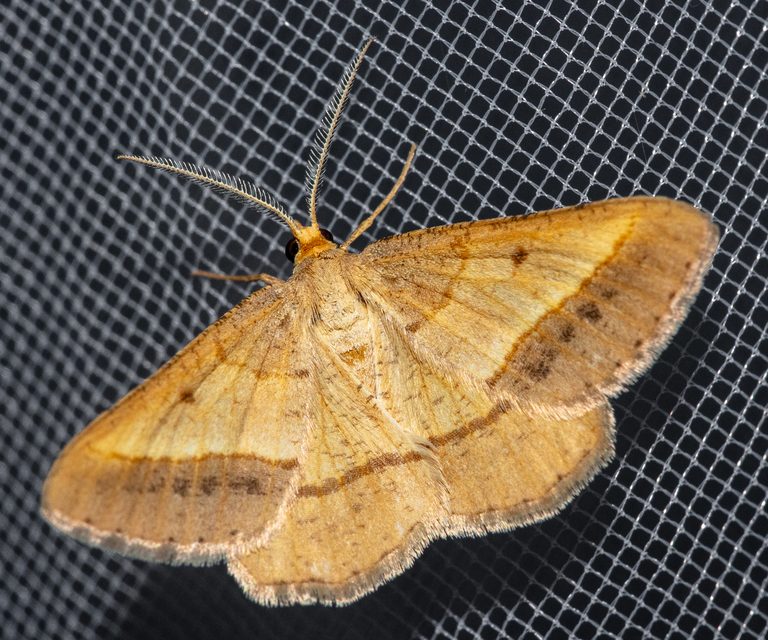 Tephrina arenacearia - lucerna-araszoló