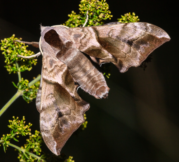 Smerinthus ocellatus - esti pávaszem