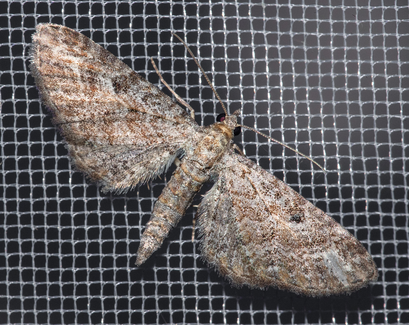 Eupithecia millefoliata - cickafark-törpearaszoló