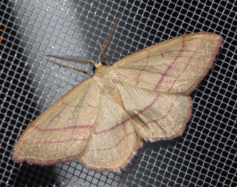 Rhodostrophia vibicaria - pirosszélű araszoló