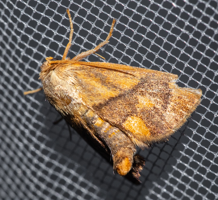 Apoda limacodes - kagylólepke