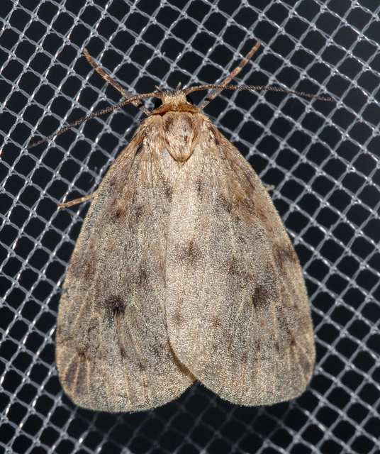 Thumata senex - mocsári medvelepke
