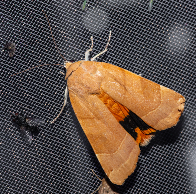 Noctua fimbriata - szélessávú sárgafűbagoly
