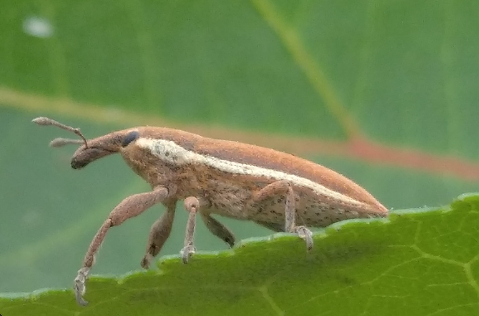 Lixus ochraceus - retek-dudvabarkó