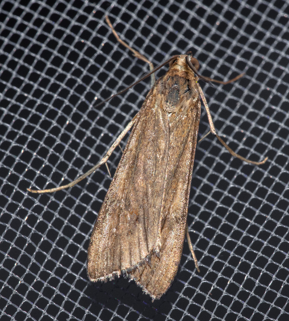 Nomophila noctuella - közönséges vándormoly
