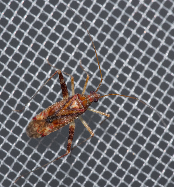 Phytocoris