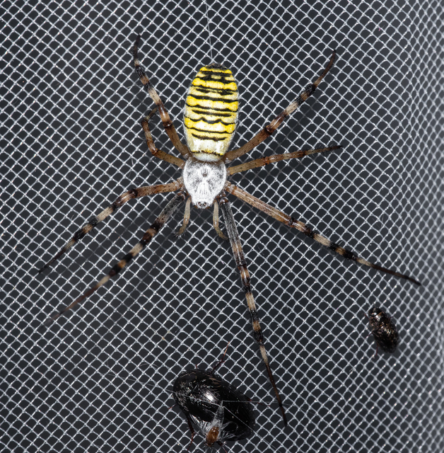 Argiope bruennichi - darázspók