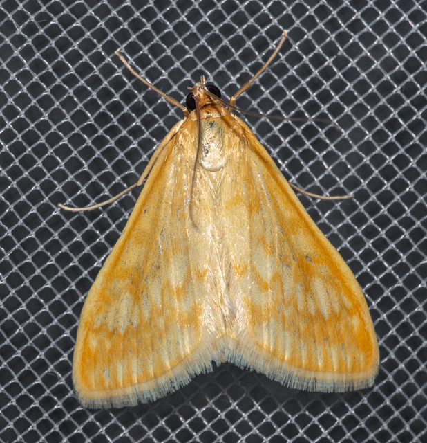 Sitochroa verticalis - világossárga dudvamoly