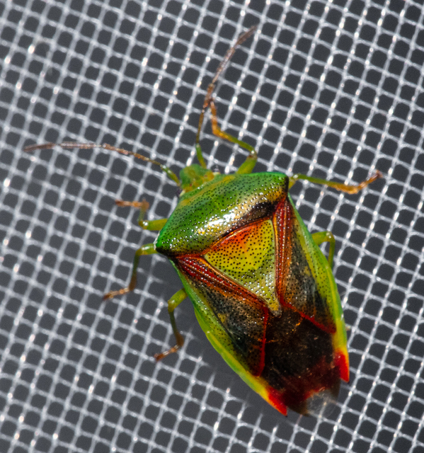 Heteroptera - Poloskák