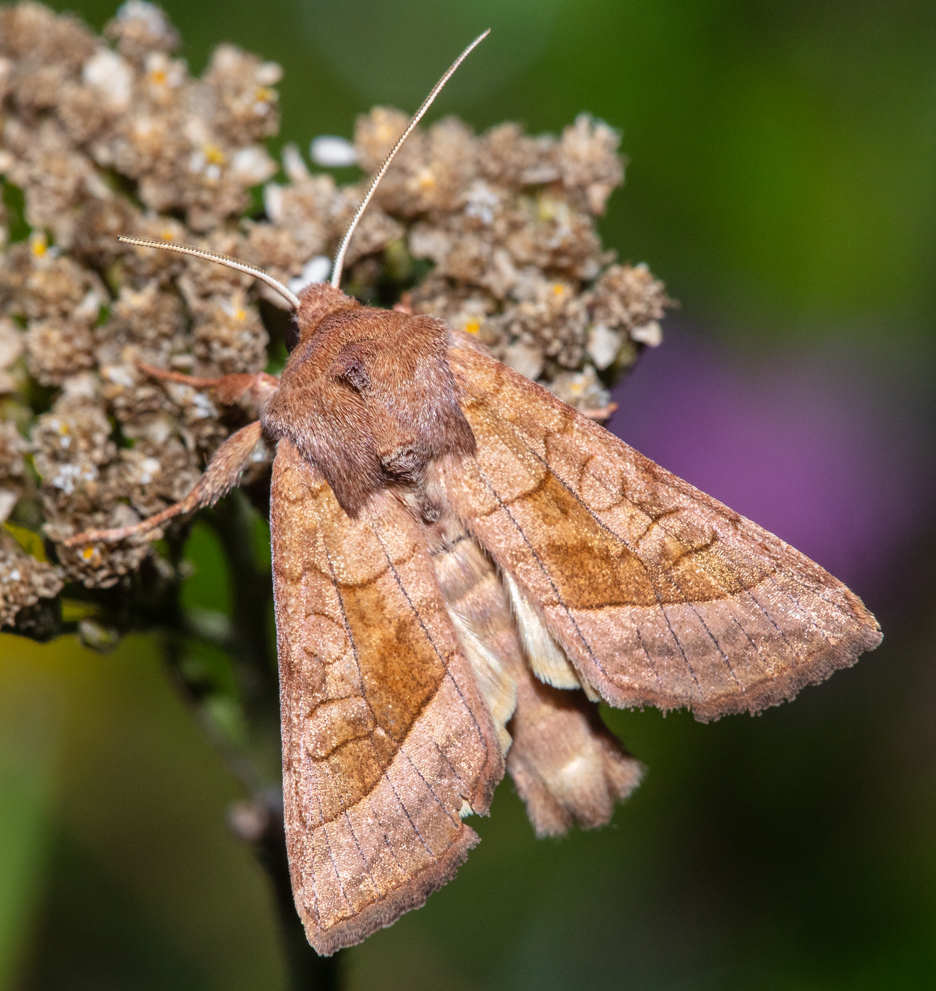Hydraecia micacea - csillogó acsalapubagoly
