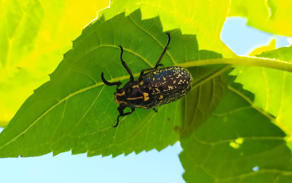 Polyphylla fullo - csapó cserebogár