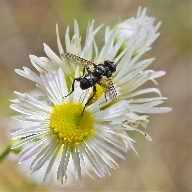 Phania funesta