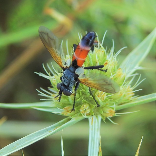 Cylindromyia