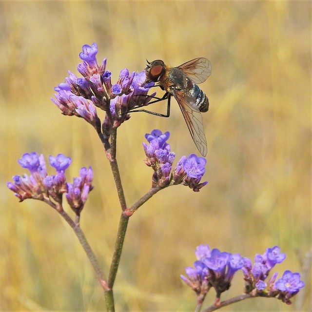 Exoprosopa dispar