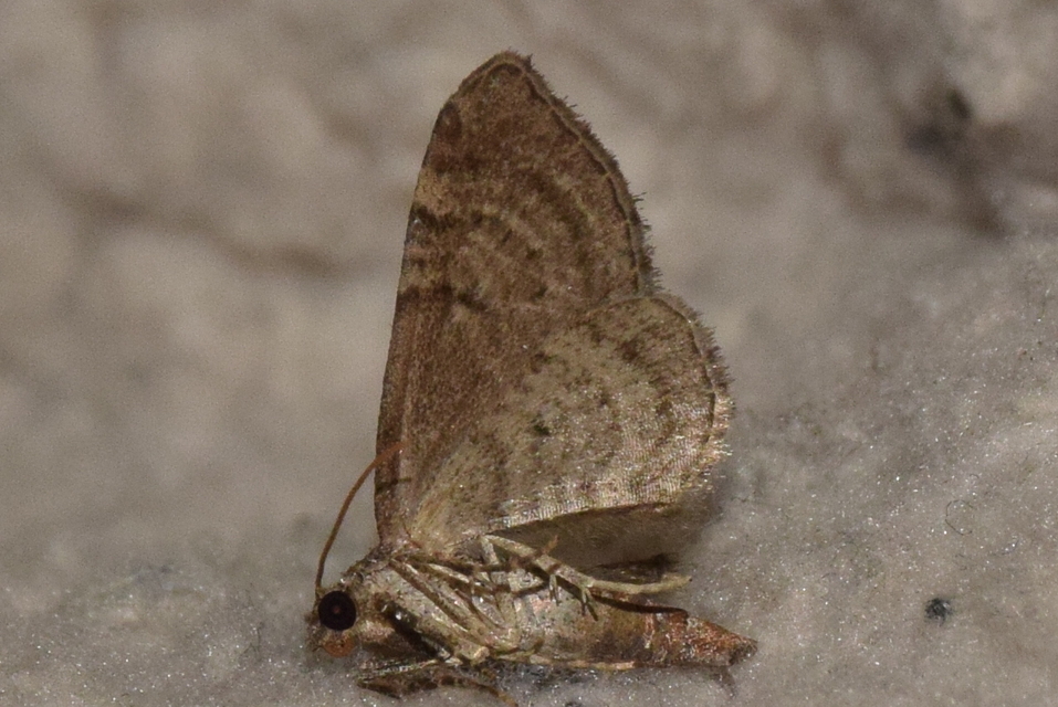 Eupithecia absinthiata - üröm-törpearaszoló
