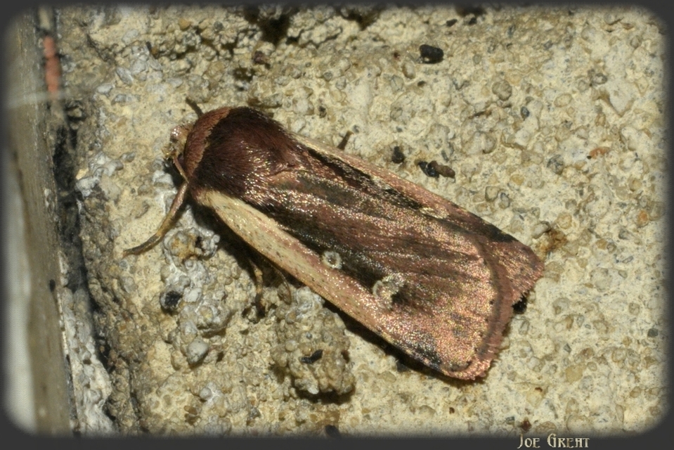 Ochropleura plecta - fehérszegélyű fűbagoly