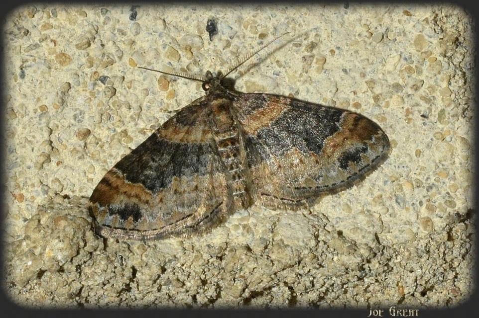 Xanthorhoe