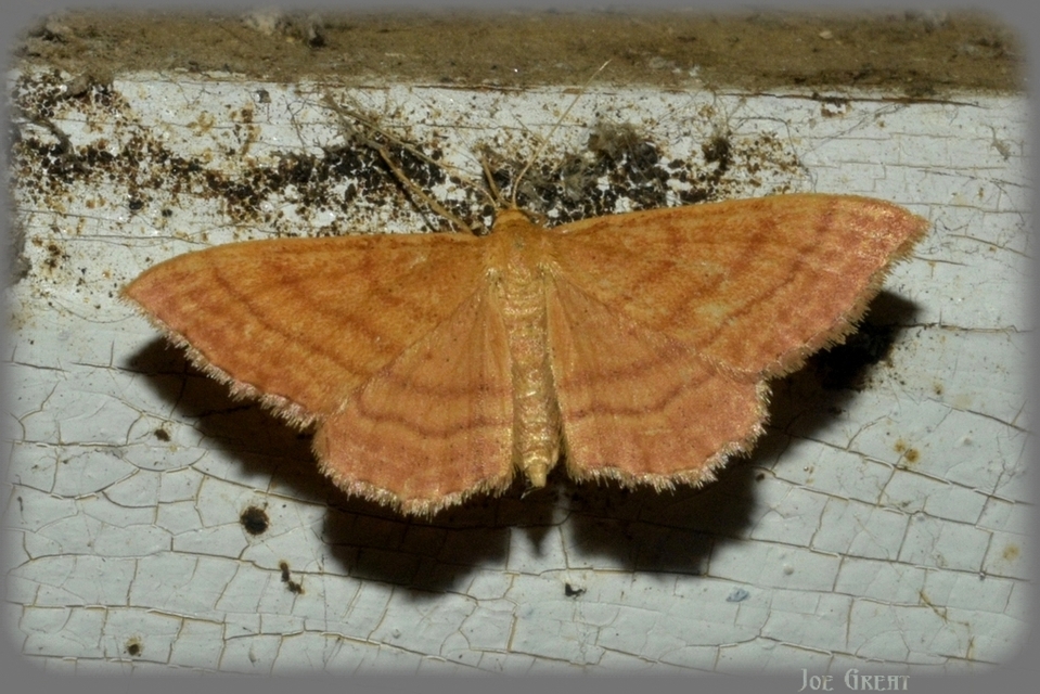 Idaea ochrata - okkerszínű sávosaraszoló
