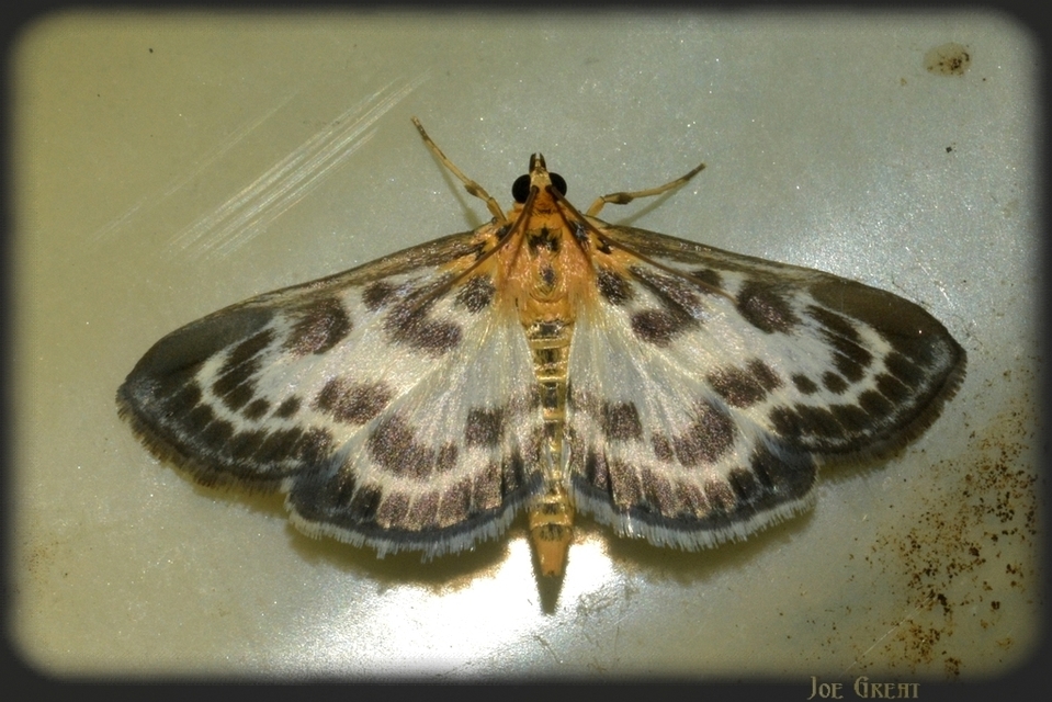 Anania hortulata - tarka csalánmoly