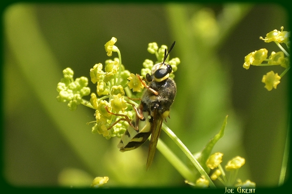 Stratiomys