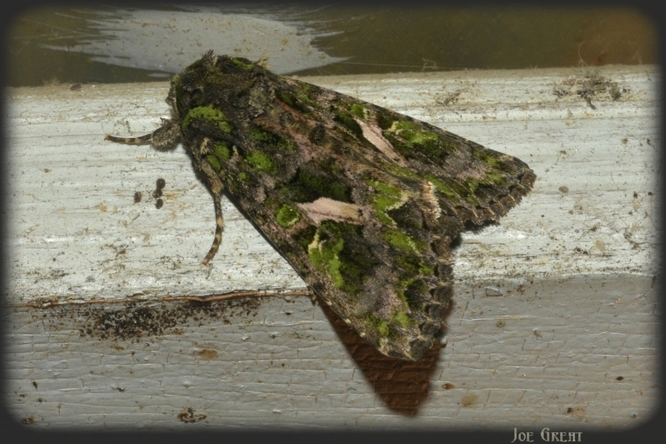 Trachea atriplicis - nyári zöldbagoly