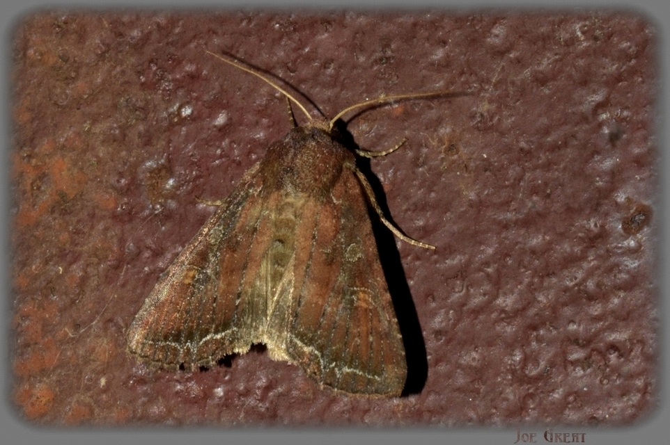 Lacanobia oleracea - saláta-kertibagoly