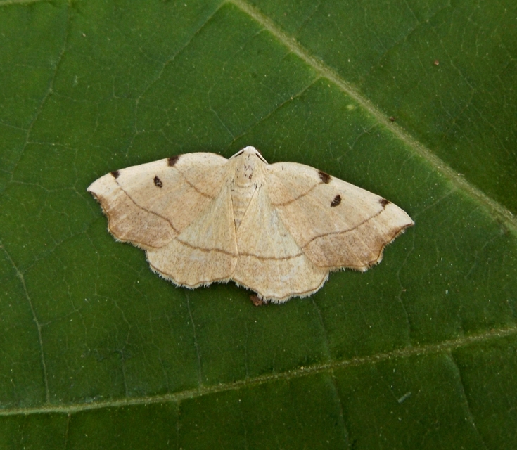 Eilicrinia trinotata - háromjegyű araszoló