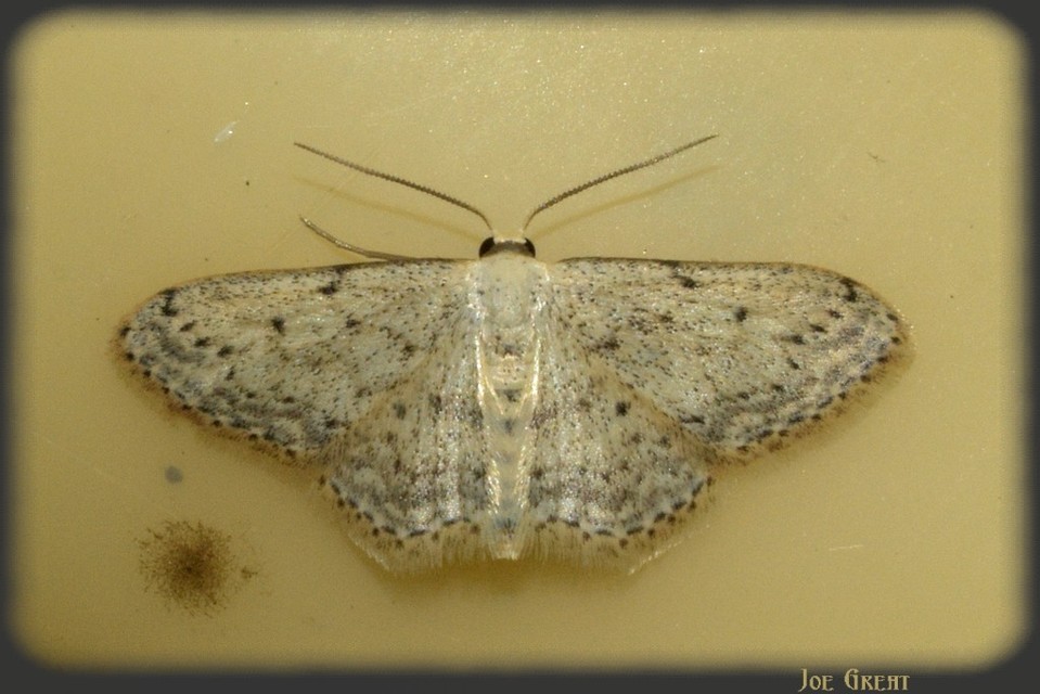 Idaea seriata - szürke apróaraszoló