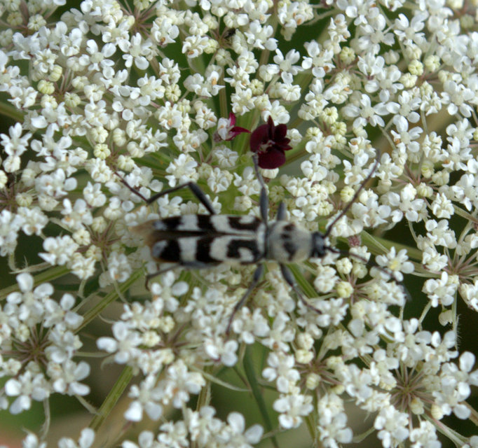 Chlorophorus varius - díszes darázscincér