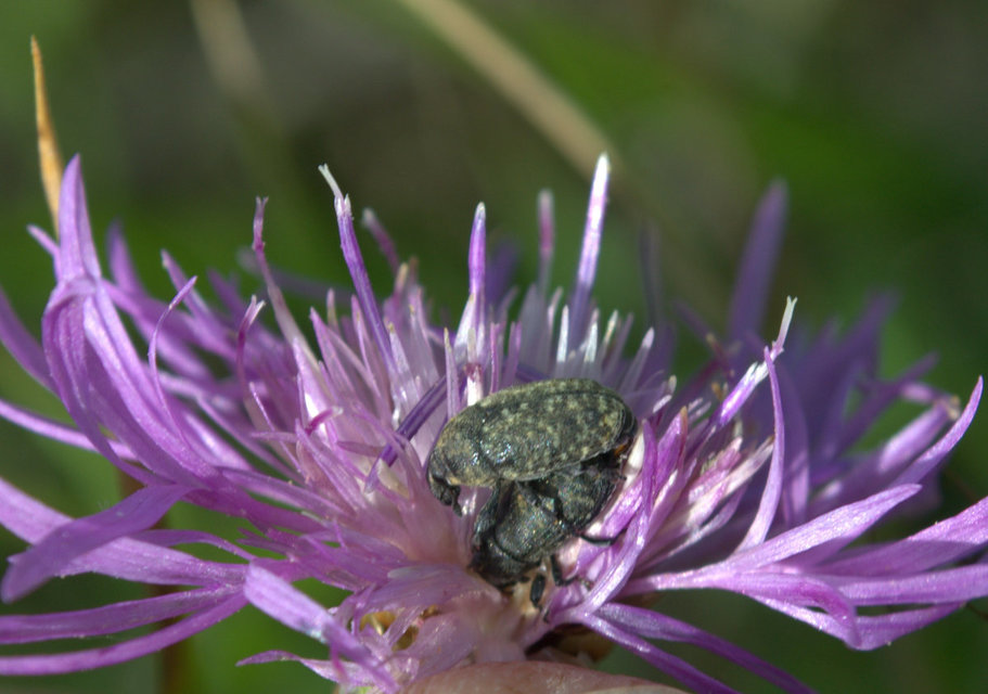 Larinus obtusus - imola-púderbarkó