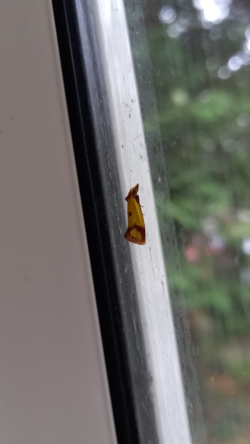 Agapeta zoegana - barnacsíkos sárgamoly