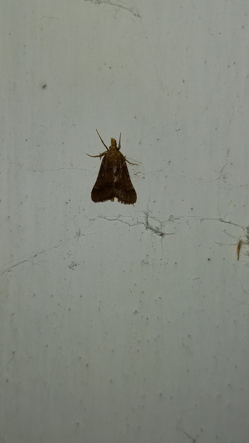 Stemmatophora honestalis - karsztlakó fényilonca