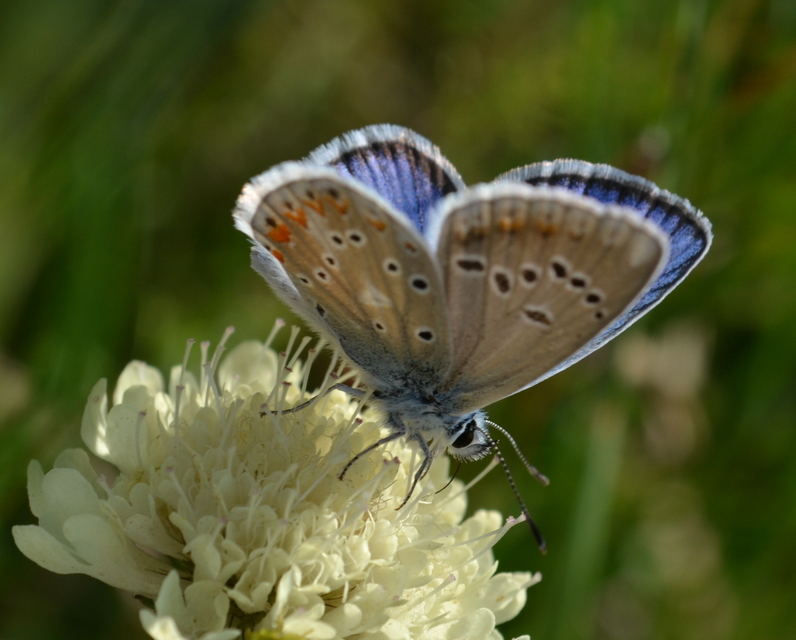 Polyommatus dorylas - fénylő boglárka