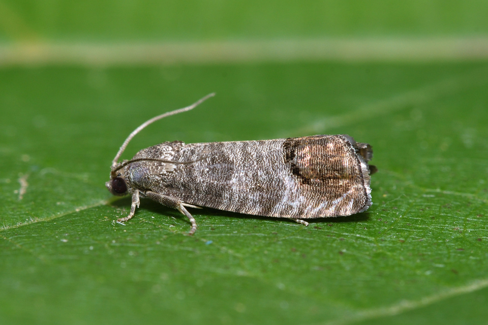 Cydia pomonella - almamoly
