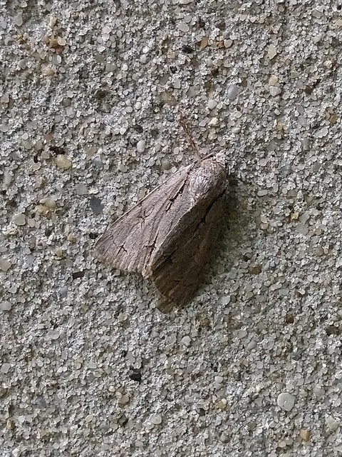 Acronicta cuspis/tridens/psi