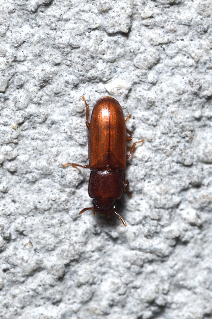 Palorus