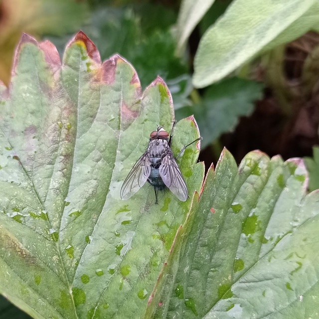 Calliphoridae - dongólegyek