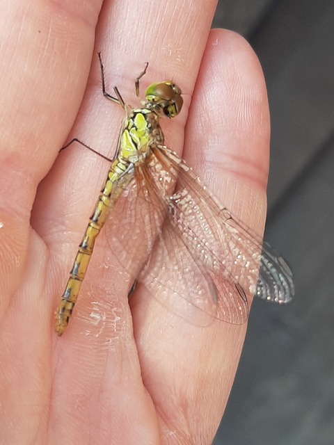 Sympetrum striolatum - harántsávos katona-szitakötő