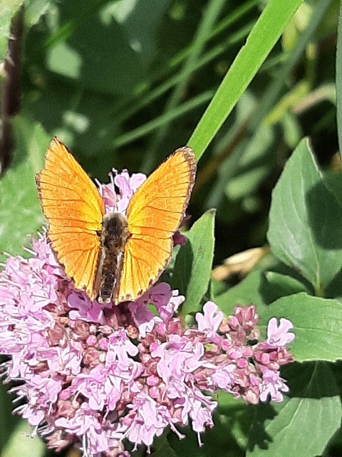 Lycaena virgaureae - arany-tűzlepke