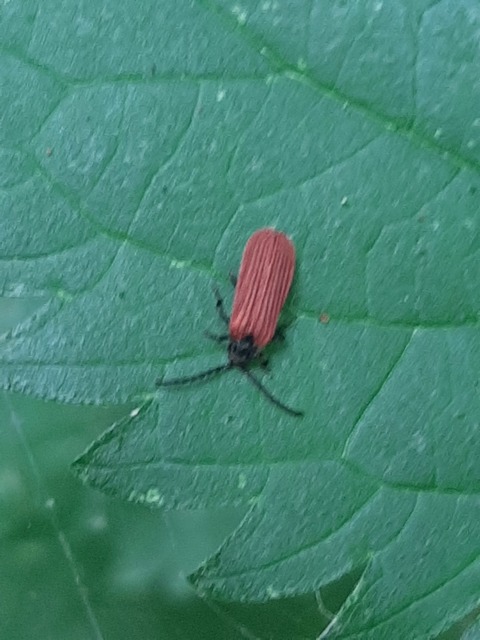 Lycidae - hajnalbogárfélék